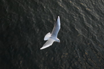 展翅的海鸥