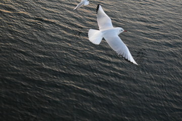 展翅的海鸥