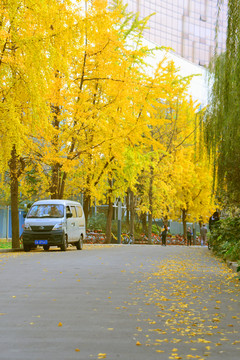 成都秋天 街景 黄叶