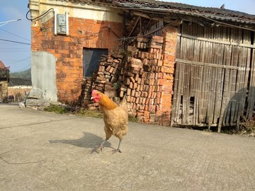 家鸡