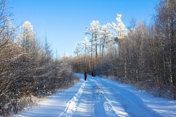 冬季冰雪森林道路
