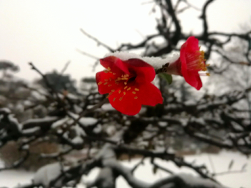 雪中红梅 一剪梅 梅花