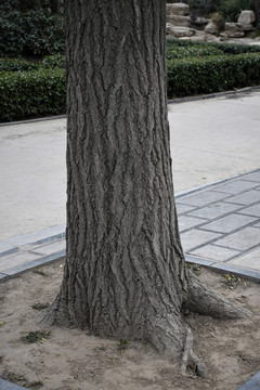树根树桩