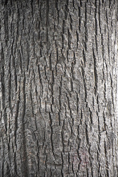木纹树皮