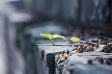 墙上生长的绿色植物