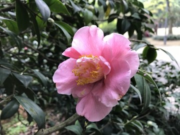 粉色茶花