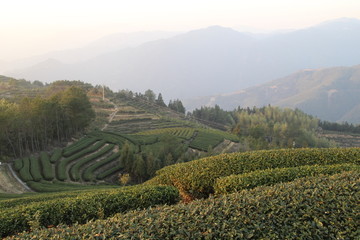 茶园风景