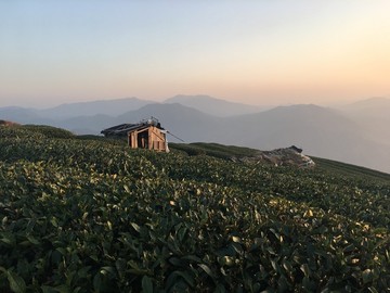 茶山风景