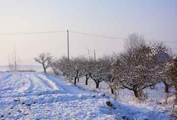 树林 清晨雪后