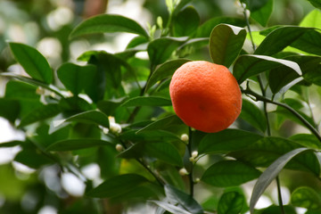 桔树 柑橘