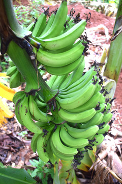 香蕉 香蕉树