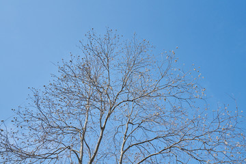 冬天的树枝 高清大图