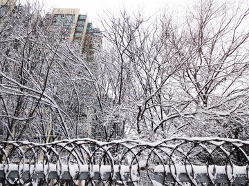 落满积雪的树枝