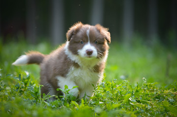 边境牧羊犬