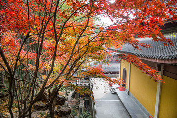 杭州灵隐寺红叶