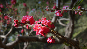 唯美的桃花特写