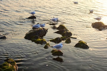 海岸白鸥