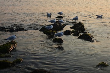 海岸白鸥