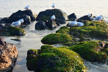 海鸥