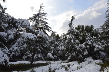 雪后森林景色