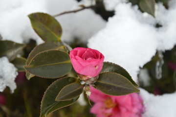 积雪下的红色小花