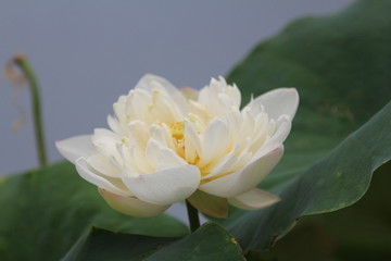 北海公园荷花