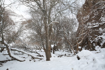 新疆雪山