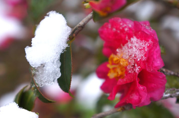 雪压红花