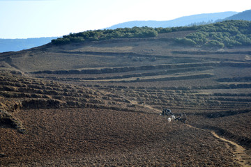 农村耕地 山羊