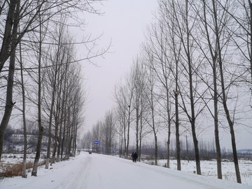 雪地白杨树