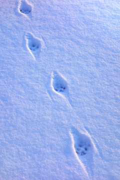 雪地里的动物脚印