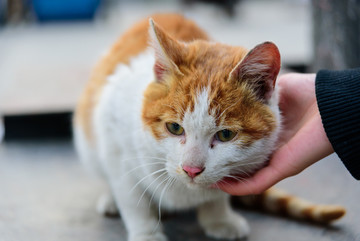 家猫