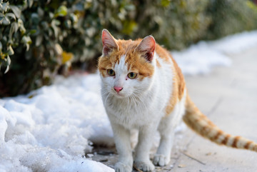 家猫