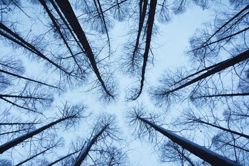冬季水杉林