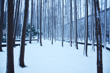 积雪雪地