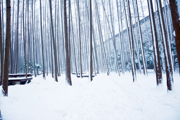 水杉林雪景