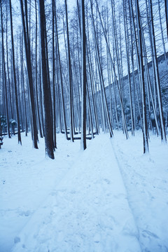 水杉林雪景