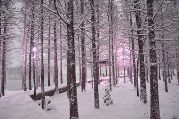 水杉林雪景