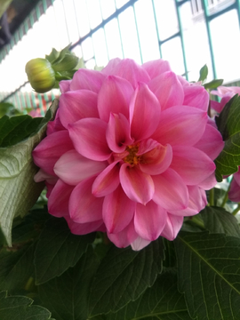芍药