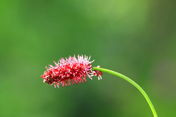 野生花卉 垂穗粉花地榆