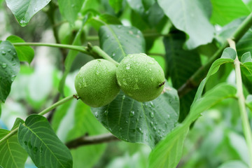 青核桃