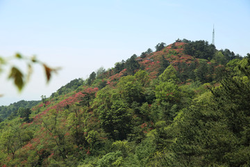 麻城龟山