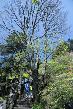 麻城龟山杜鹃王树