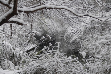 雪景
