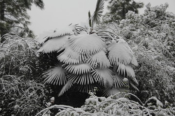 雪景