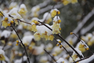 雪梅