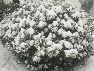 雪