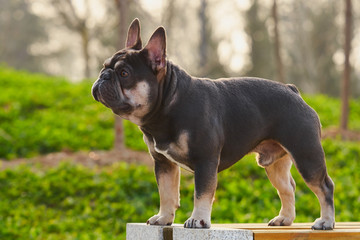 法国斗牛犬