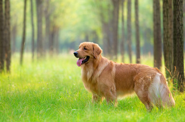 金毛巡回猎犬