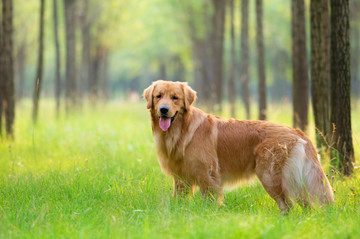 金毛巡回猎犬